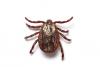 Tennessee Department of Health Urges Prevention Against Summer Bug-Borne Diseases
