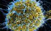 Ebola disease outbreak in the Democratic Republic of the Congo and Uganda