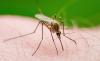 CDC issues Costa Rica travel alert over painful mosquito-borne illness outbreak