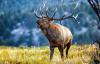 In Canada's tourist areas, elk attack far more people than grizzly bears do, study finds