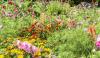 TikTok-fueled chaos gardening is taking root in America, and experts see benefits beyond blooms