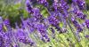 Gardeners urged to do key task now or risk lavender going 'leggy' this summer