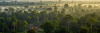 ECA Launches Regional Drive To Turn Central Africa’s Forest Wealth Into Industrial Value
