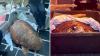Distressed loggerhead swims erratically off the Florida Keys, then Coast Guard rushes her to care