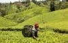 How Kenya grows the world's best tea and gives away the fortune