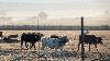 Brazil expands livestock genetics partnerships across Africa