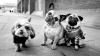 A hyena, a fur seal and an elephant in the city: Leica photographer Alan Schaller finds humor, tension and black-and-white beauty in the animals that live among us