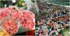 Flower City in Full Bloom: A Glimpse into Kunming’s Floral Economy, Where Petals Are Traded like Shares