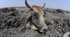 Worst Drought Coming to Botswana