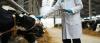 Zimbabwe cattle and health cover for farmers
