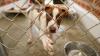 Near Colorado's largest wildfire, a shelter is reuniting evacuated pets with their owners