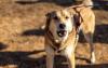 Why Preserving Evidence Matters After a Dog Attack in Denver