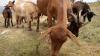 Spain farmers revive native grazers to fight wildfires