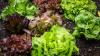 How are heatwaves impacting veg growers across Europe?