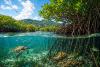 Antigua and Barbuda Marks International Day for the Conservation of the Mangrove Ecosystem