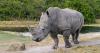 Rhinos, monkeys, and pythons: Florida records over 140 escapes of captive animals since 2022