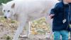 Hero dog in Tuscany, Italy, is killed after leaping at a wolf to save a 2-year-old boy