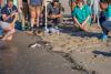 Five sea turtles found near death return to Massachusetts waters after 7 months of rehab