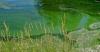 Harmful algal bloom found in Michigan lake, health officials warn