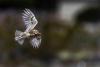 As Las Vegas grows, Clark County looks to protect its burrowing owls