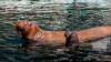 Meet Kaya: Walrus calf born in Abu Dhabi offers rare window into underwater family bonds