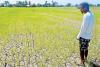 Government scrambles to respond to looming El Niño