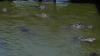Florida alligator attacks raise questions about safety