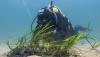 UK’s Largest Seagrass Restoration Project Launches