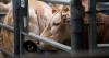 Prime cattle break £3000 at Thainstone, Darlington and Carlisle markets