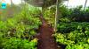 Agri dept to crack down on illegal plant nurseries
