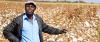 Hybrid seed leading revival of cotton farming in Zimbabwe