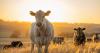 New South Wales producers move cattle fast to protect breeding herds
