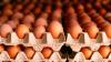1.6 million eggs recalled. Were any sold in PBC or Florida?
