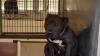 California shelter dog was adopted, then returned the same day over his 'bad-colored' coat