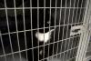 7 months later, a missing Florida cat turns up among 92 animals rescued from hoarding home
