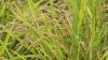 Can Hawaiʻi grow rice again? Yes, and faster than in Japan