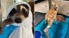 Texas wildlife rescue takes in 270 storm-hit animals in a week, from fawns to washed-out turtles