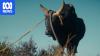 Travel from a Transylvanian village to Madagascar with these films