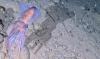 This glow-in-the-dark squid was captured on camera in sub-zero Arctic habitat for the first time ever