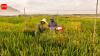 China’s new hybrid rice can preserve its high-yield traits across generations, allowing farmers to...