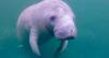 Florida wildlife under threat from Trump administration rule