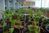 Kuwait steps up efforts to restore ecosystems