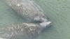 SCDNR: Manatee sightings rise along South Carolina coast