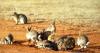 Myxomatosis to now: Australia's war on rabbits evolves as resistance grows