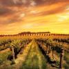 Why Australia's future lies in its premium wines and styles