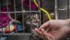 New Mexico animal shelters receive $2 million in state funding