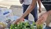 Roots Herbal promotes local medicinal plants and healthy living at community wellness event