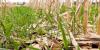 Indiana Report Highlights Farmers’ Efforts To Protect Waterways