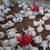 Cayman Islands confirms poultry disease outbreak, says no risk to humans