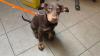 Cruel owner made three dogs live in house of horror in smashed glass and broken furniture
